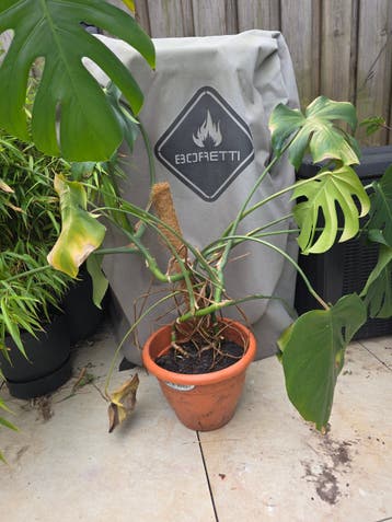 Monstera plant gratis