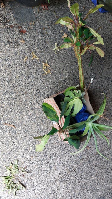 Diverse kamerplanten collectie