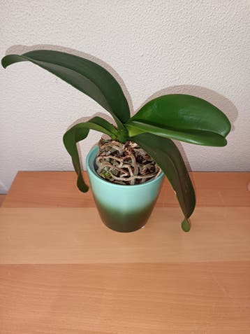 Orchidee inclusief pot (was blauw groen)