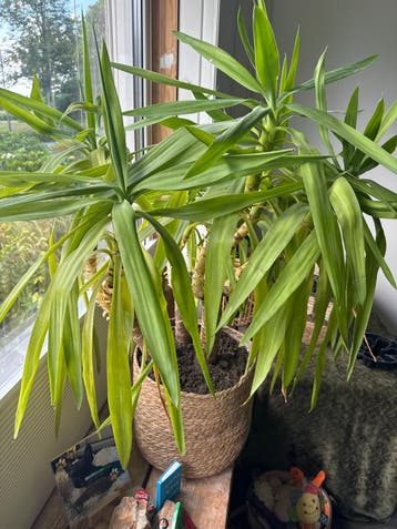Grote Yucca kamerplant