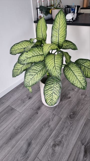 Grote Dieffenbachia kamerplant in pot