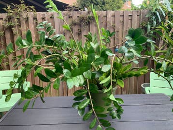 Zamioculcas zamiifolia, ZZ-plant