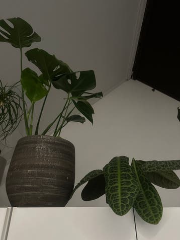 Planten gratis ophalen T/M 2 JULI
