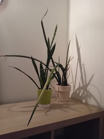 Gratis plantjes