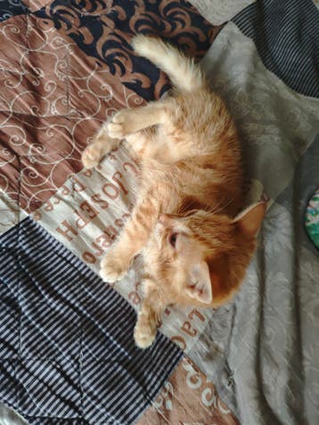 Gratis aangeboden : 2 lieve Kittens met moeder poes