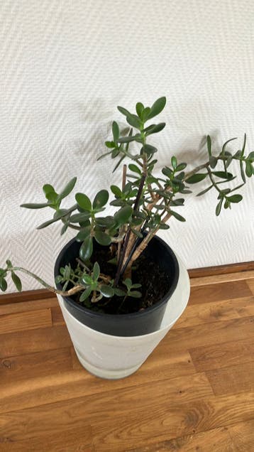 Kamerplant Crassula ovata. Zonder pot .