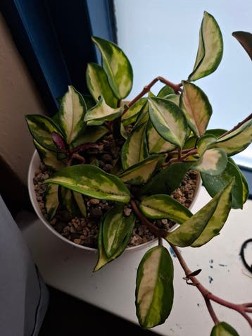 Heel veel planten let op heeft last van rauwvliegjes