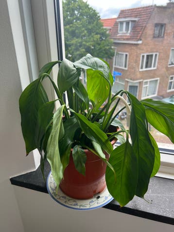 Vredeslelie (Spathiphyllum) in pot