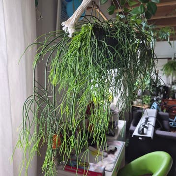 Rhipsalis hangplant
