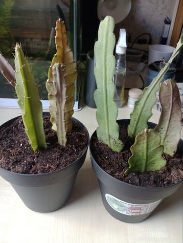 Epiphyllum stekken gratis ophalen