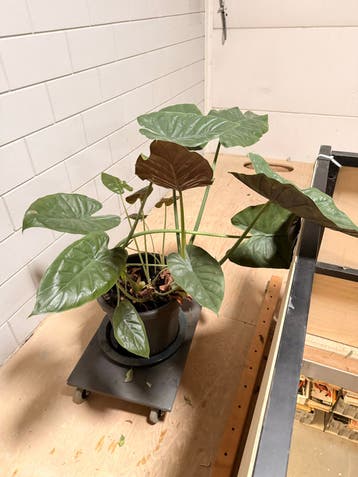 Gratis Grote Alocasia in pot - Groene kamerplant