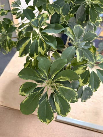 Gratis Grote Schefflera (Vingerplant) zonder blauwe pot