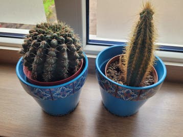 Cactussen