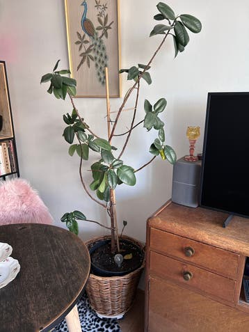20 jaar oude Rubberboom/ficus met pot