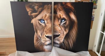 Grote canvas leeuw schilderij