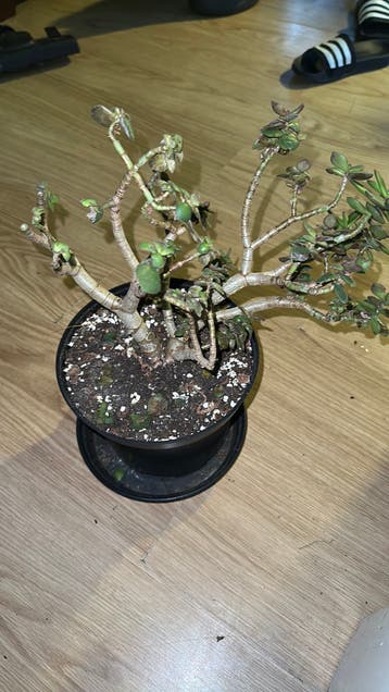 Crassula Jade plant