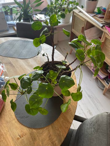 Pannenkoekenplant gratis af te halen