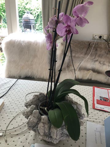 Gratis 2 orchideeën, roze uitgebloeid