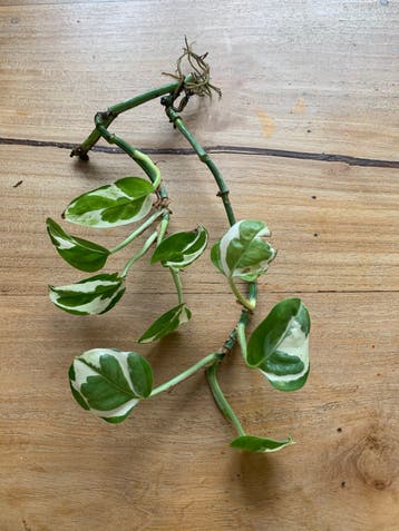 2 stekjes van planten met wortel