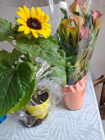Planten, gratis op te halen in Delft