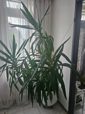 Grote Yucca kamerplant in pot