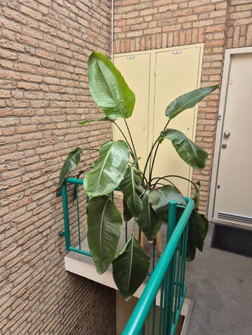 Strelitzia