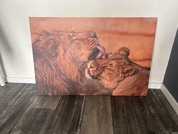 Canvas met leeuwen