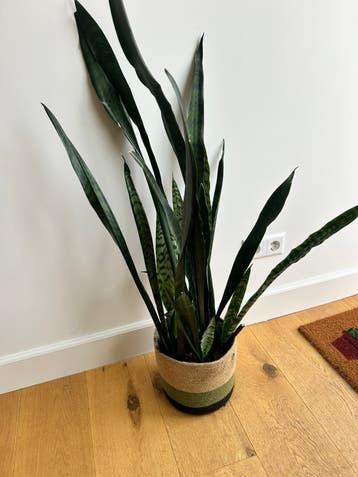 Plantjes - verschilldende soorten, zonder pot