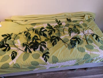 Mini monstera stekjes
