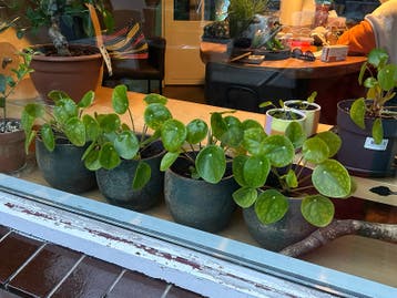 Pannenkoekplantjes - 2 stuks - Nijmegen Neerbosch Oost