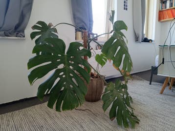 Monstera - gratis ophalen