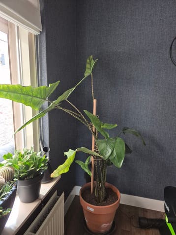 Grote Alocasia Zebrina kamerplant in pot
