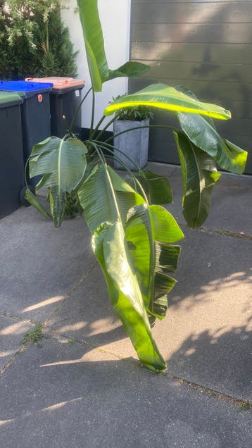 Gratis Plant
