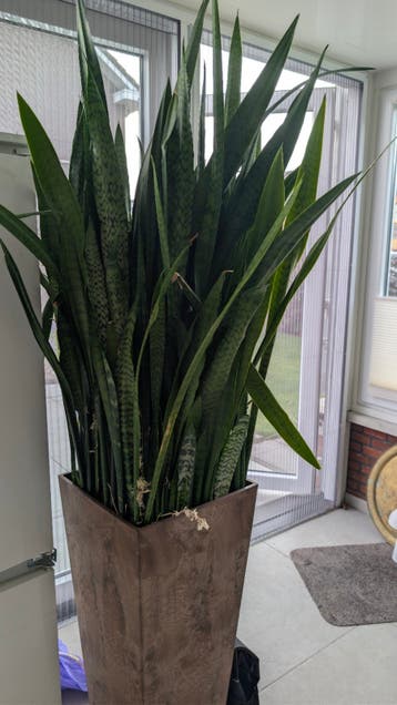 2 grote SANSEVIERIA ZONDER POT