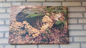 Canvas schilderij met paddenstoelen in het bos