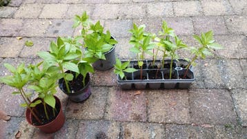 Balsem Camellia plantjes GRATIS