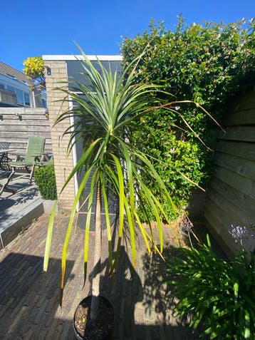 Kamerplant