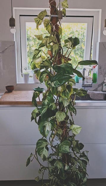 Gratis Epipremnum  Manjula stekjes