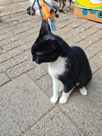 Gratis lieve mama poes en kittens