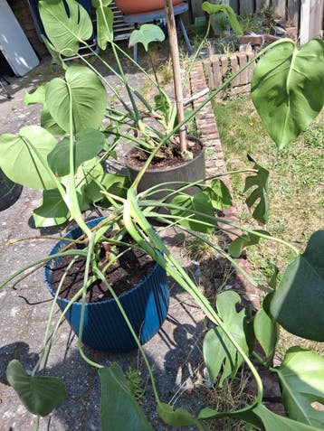 Twee grote kamerplanten gratis.