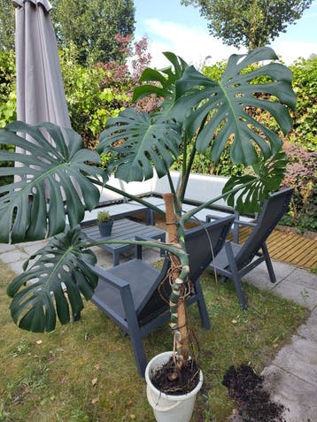 Prachtige Monstera zoekt liefdevol nieuw huis