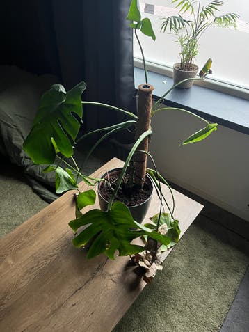 Gratis Monsterra kamerplant