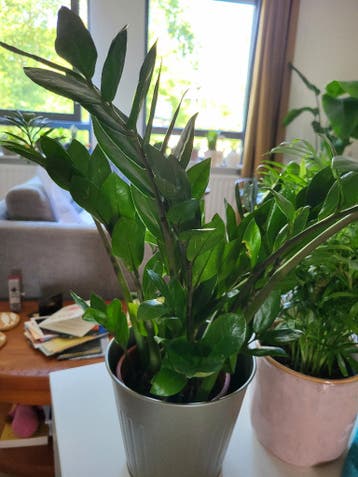 Kamerplanten gratis voor iemand met groene vingers