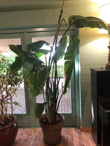 Hele hoge strelitzia .