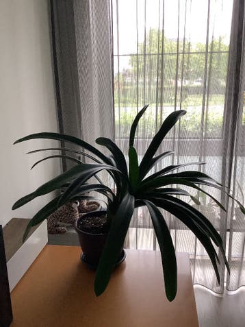 Clivia kamerplant - gratis ophalen