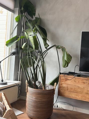 Gratis plant (exclusief pot)