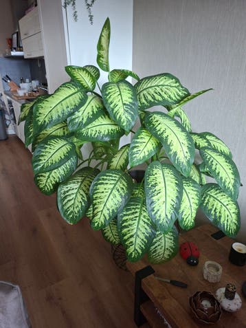 Grote Dieffenbachia Kamerplant - Prachtige Bladtekening