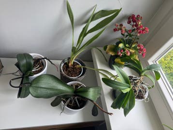 Gratis 4x orchidee