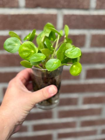 Pannenkoekenplantje stekjes gratis