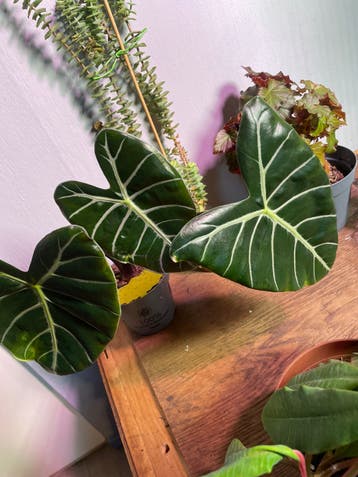 Diverse kamerplanten